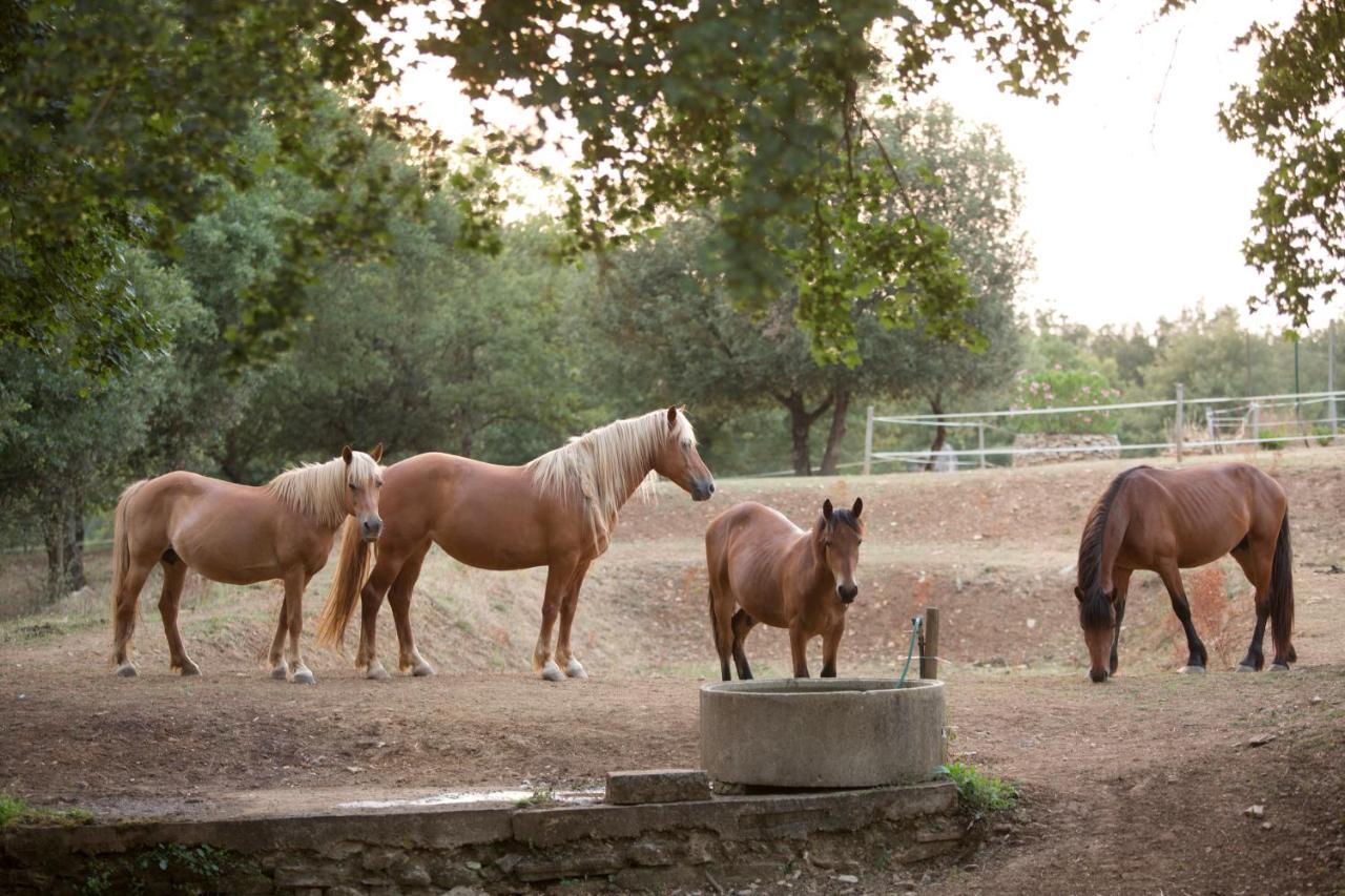 Podere Poggiarone Alloggio per agriturismo *